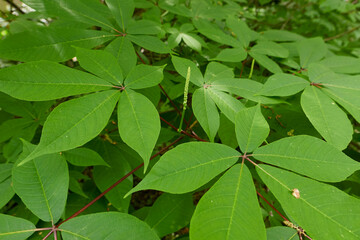 Aesculus parviflora shrub in bloom