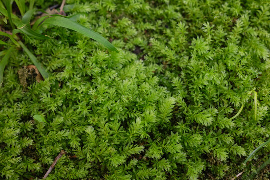 Mnium hornum moss close up