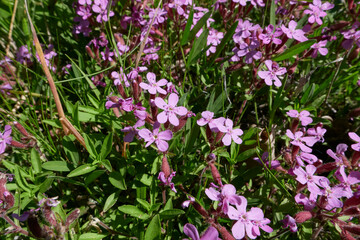Obraz premium Saponaria ocymoides in bloom