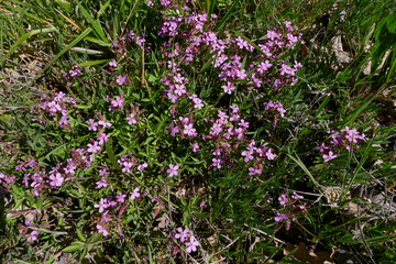 Saponaria ocymoides in bloom