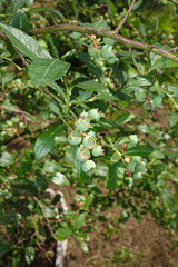 Vaccinium myrtillus 