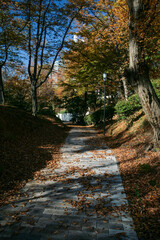 A road strewn with autumn leaves.