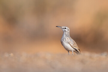 Greater hoopoe-lark, Alaemon alaudipes, Sahara Desert, Tunisia.