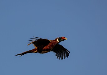Vibrant pheasant in flight.