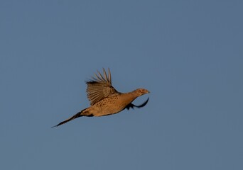Pheasant in Flight Against Blue Sky