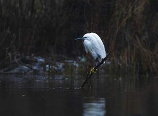 White egret on a branch over a pond