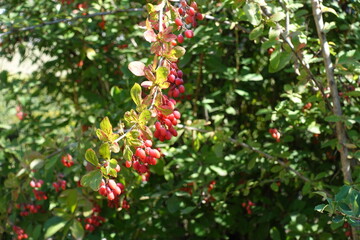Obraz premium Downward facing branch of Berberis vulgaris with red berries in mid September
