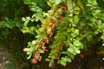 Green leaves and red berries of Berberis vulgaris in September