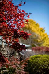 Naklejka premium 鎌倉2412 浄光明寺4 銀杏黄葉＆もみじ紅葉
