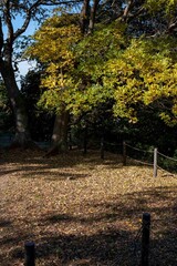 鎌倉2412　亀ヶ谷4　紅葉