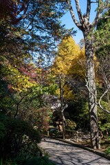 鎌倉2412　報国寺6　紅葉