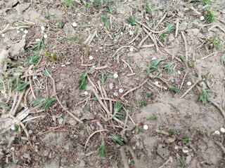 remove purtolaca plant in the pot, harvesting purtolaca flower plant