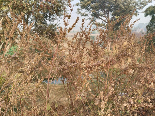 unknown dry grass plant in field