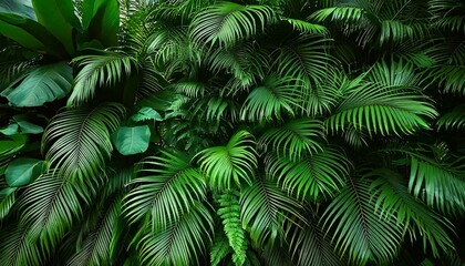 Jungle and palm leaves