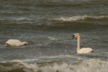 swan on the beach