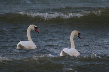 swans on the lake