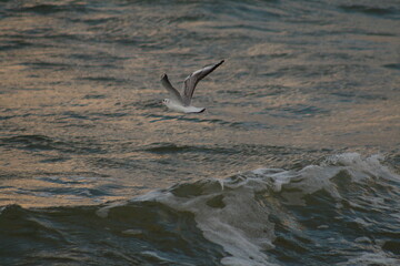 seagull in flight 
