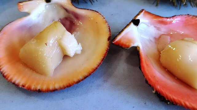 Scallops in their natural shell. Fresh seafood.