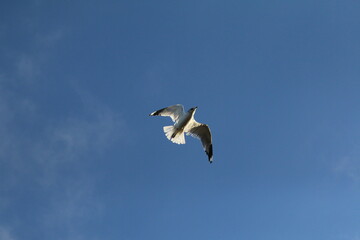 seagull in flight