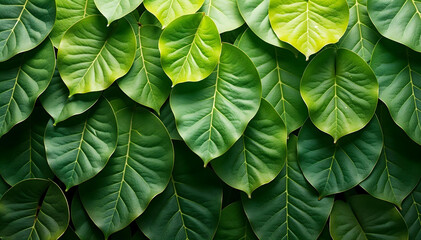 green leaves background
