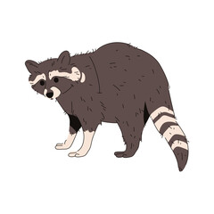 Vector common or northern raccoon. Cartoon nocturnal animal with mask face and stripes. Forest or urban mammal. Wildlife or wilderness clipart. Natural predator for zoo poster or zoology sign