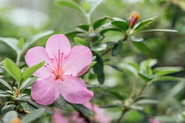 Pink beautiful azalea flower, rhododendron in a botanical garden.