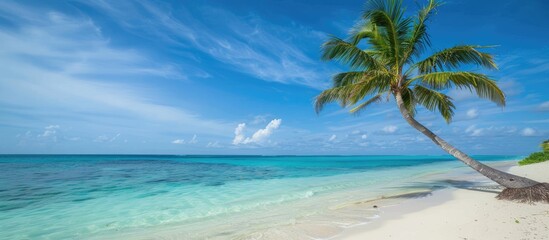 Tropical Paradise: Palm Tree on a Pristine Beach