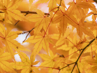 鮮やかに色づく紅葉02