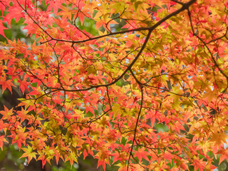 鮮やかに色づく紅葉16