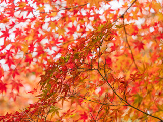 鮮やかに色づく紅葉01