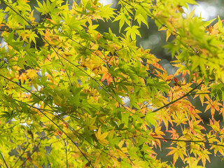 鮮やかに色づく紅葉01
