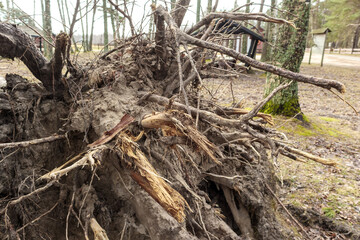 
Fallen tree roots above ground full of sand