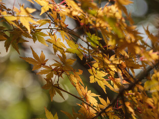 鮮やかに色づく紅葉01