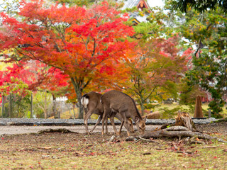 奈良公園の鹿と紅葉