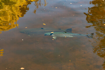 Large Atlantic salmon swimming in a river