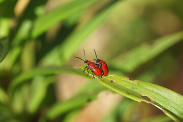 Damaged lily leaf with Scarlet lily beetles (Lilioceris lilii). Family Chrysomelidae. Dutch garden, June, Netherlands	