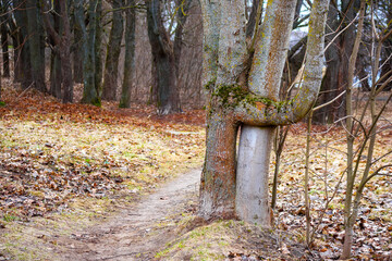 
in the autumn forest with a single tree entwined around another tree