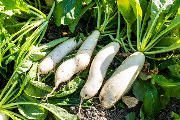Freshly harvested White Jade Radishes are placed in farmland in Meinong, Kaohsiung, Taiwan.