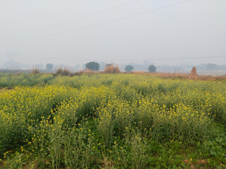Canola field. Rapeseed plant, colza rapeseed for green energy. Yellow rape flower for healthy food...
