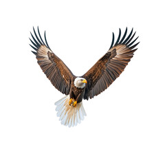 Fototapeta premium Majestic Bald Eagle in Flight Against White Background