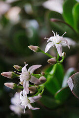 Ravvicinato fiori di Crassula Ovata o Albero di Giada