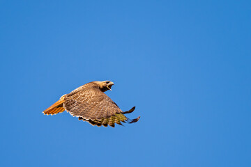 Fliegender Bussard