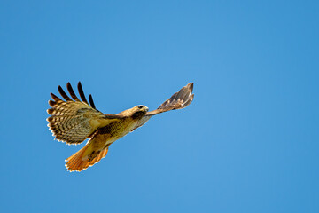 Bussard im Flug