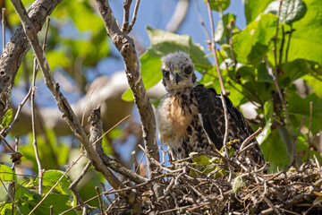 Rotschwanzbussard-Jungtier im Nest