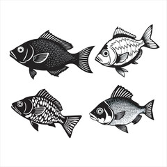 Fish Vector Design