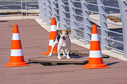 Energetic Jack Russell Terrier standing between orange traffic cones on sunny wooden bridge