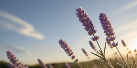 lavender flower blooming in the morning, created by generative AI