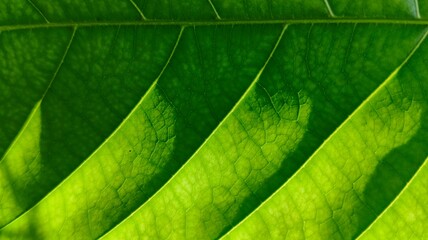 Extreme closeup macro detail top view of single fall green and yellow color leaf vein print design and chlorophyll cells. Greener autumn and spring abstract texture and pattern background.