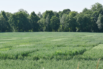 Getreide, Sortenprüfung, Züchtung