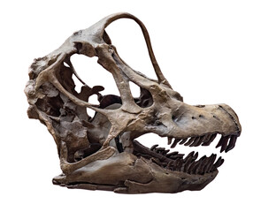 fossil skull of Brachiosaurus on white, isolated. © wlad074